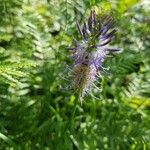 Phyteuma betonicifolium Flor