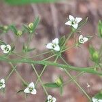 Thesium linophyllon Fleur