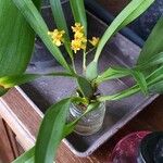 Oncidium baueri Flor