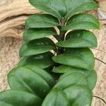 Hoya carnosa Leaf