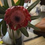 Protea caffra Flower