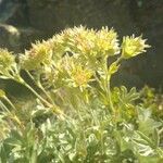 Potentilla valderia Flower