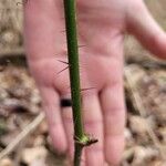 Smilax tamnoides Rinde