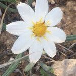 Melampodium leucanthum Flor