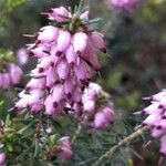 Erica erigena Blüte