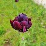 Tulipa didieri Цветок