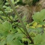 Actaea racemosa Rhisgl