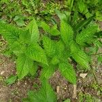 Verbena urticifolia Лист
