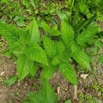 Verbena urticifolia Liść