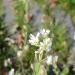 Berteroa incana Flor