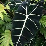 Alocasia micholitziana Φύλλο