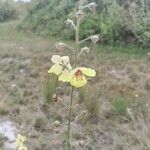 Verbascum blattariaŽiedas