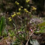 Draba gracillima