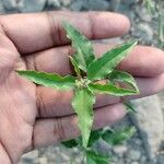 Croton bonplandianus Leaf