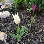 Tulipa gesneriana Květ