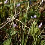 Sisyrinchium angustifolium 花