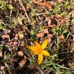 Crocus angustifolius Flower