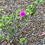 Rhododendron alabamenseFlower