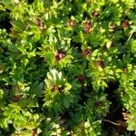 Saxifraga praetermissa Leaf