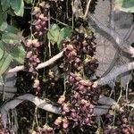 Mucuna sempervirens Цвят