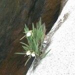 Brassavola nodosa Flower