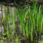 Acorus calamus Blad