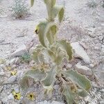 Verbascum sinaiticum Blatt