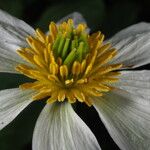 Caltha leptosepala Blomma