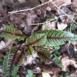 Rumex sanguineus Levél