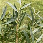 Acacia confusa Lehti