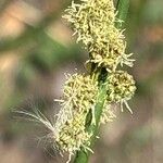 Scirpoides holoschoenus Flower