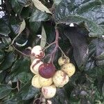 Ehretia latifolia Vrucht