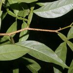 Inga acuminata Blad