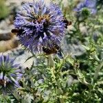 Echinops ritroFlower