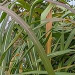 Miscanthus × longiberbis Листок