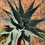 Agave asperrima Leaf