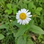 Leucanthemum vulgareFlower