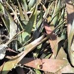 Aloe chabaudii Leaf