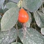 Rosa tomentosa Fruit