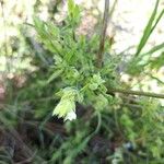 Asystasia mysorensis Flower