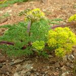 Lomatium dasycarpum Хабит