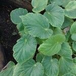 Begonia chitoensis Hoja