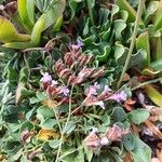 Limonium emarginatum Habit