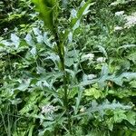 Cirsium arvenseFuelha