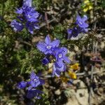 Veronica tenuifolia