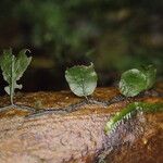 Trichomanes erosum Folha
