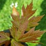 Acer × freemanii পাতা