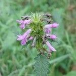 Betonica officinalis Flower