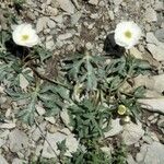 Ranunculus seguieri Flower