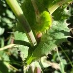 Sonchus asper Leaf